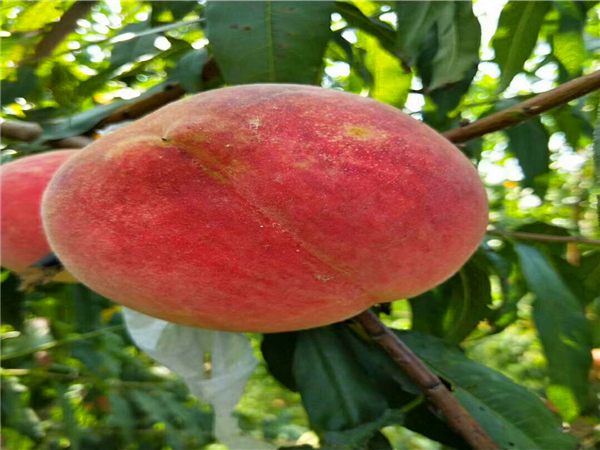 中華壽桃桃樹苗